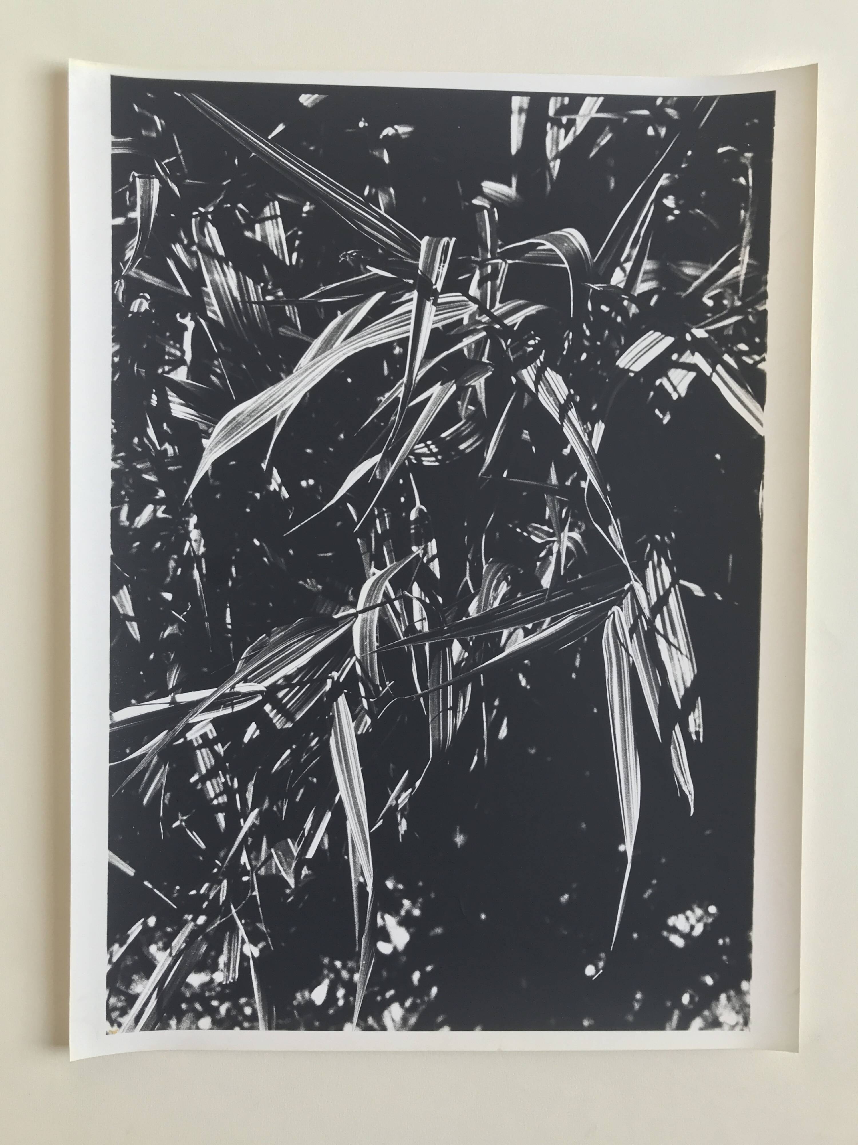 Rosine NUSIMOVICI, Untitled (Poacea I), 1980. Black and white silver print