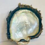 Large mother-of-pearl shell