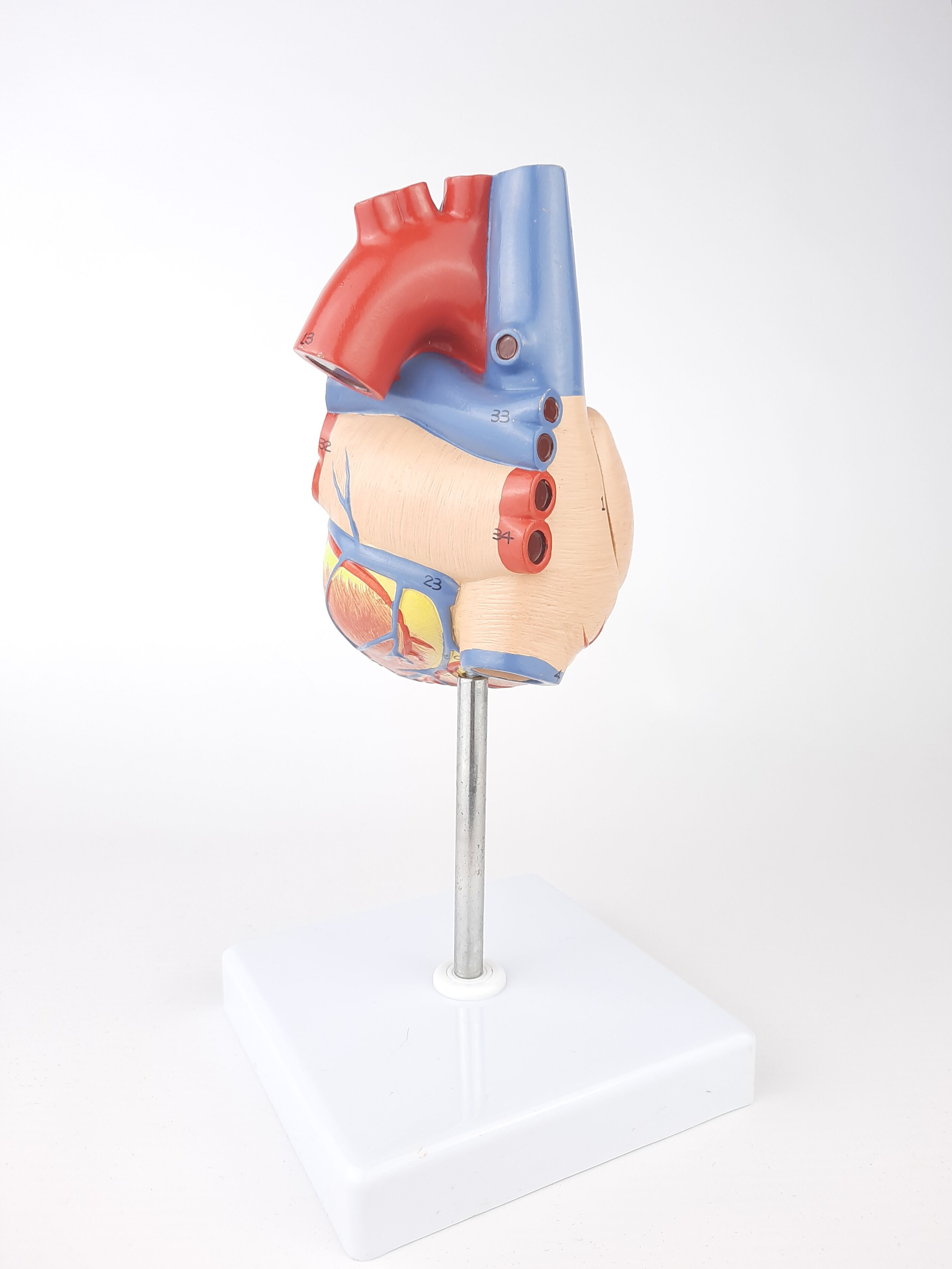 Vintage human heart anatomical model