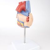 Vintage human heart anatomical model