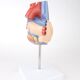 Vintage human heart anatomical model
