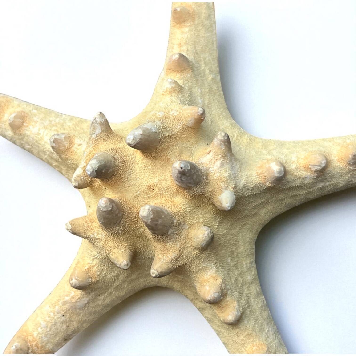 Starfish on a turned wooden base, late 19th century - cabinet of curiosities