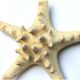 Starfish on a turned wooden base, late 19th century - cabinet of curiosities