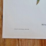 Bird lithograph "haematospiza sipahi" by j. gould & hc richter