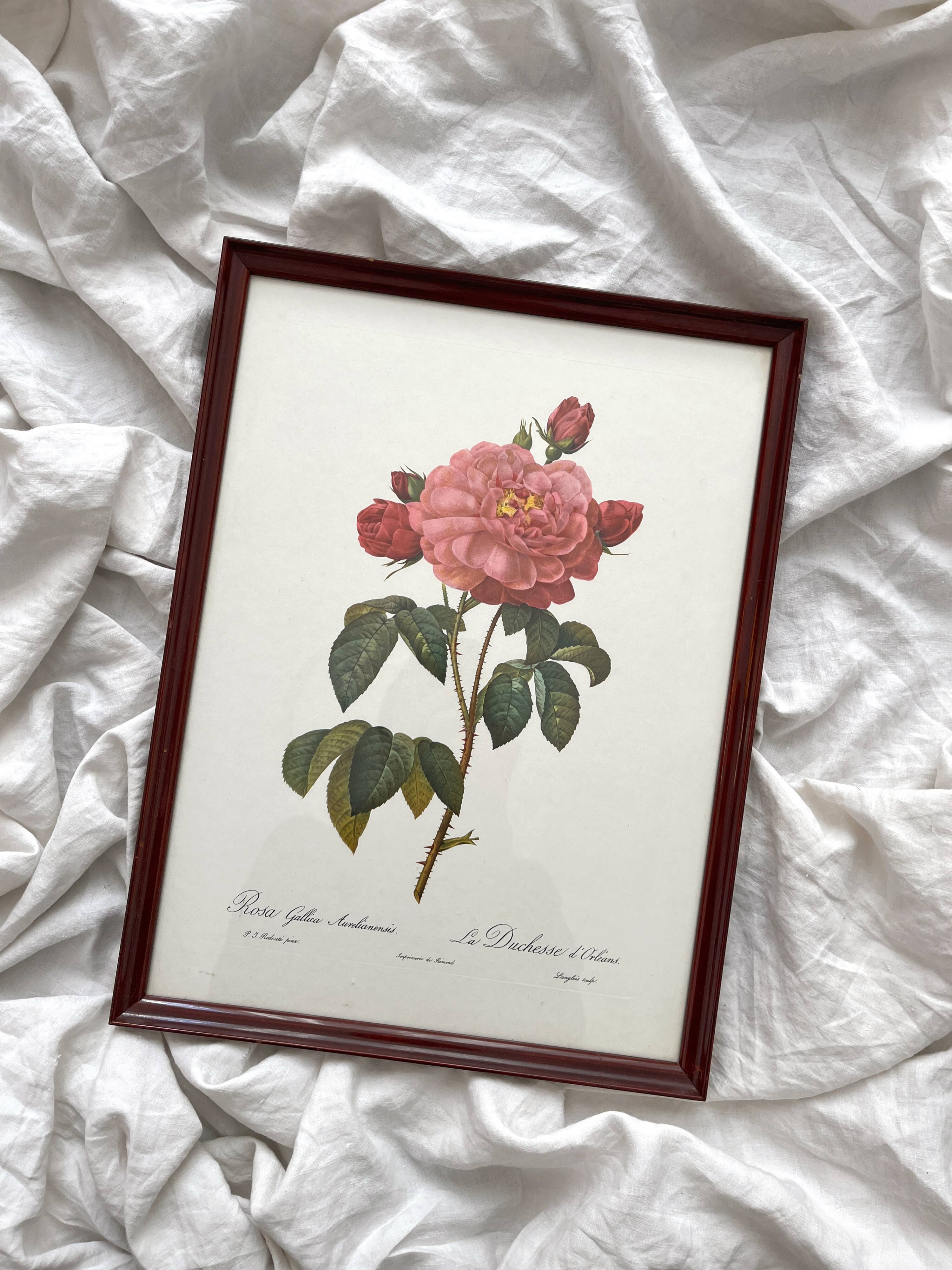 Framed lithograph roses Pierre Joseph Redouté, vintage botanical poster
