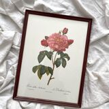 Framed lithograph roses Pierre Joseph Redouté, vintage botanical poster