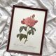 Framed lithograph roses Pierre Joseph Redouté, vintage botanical poster