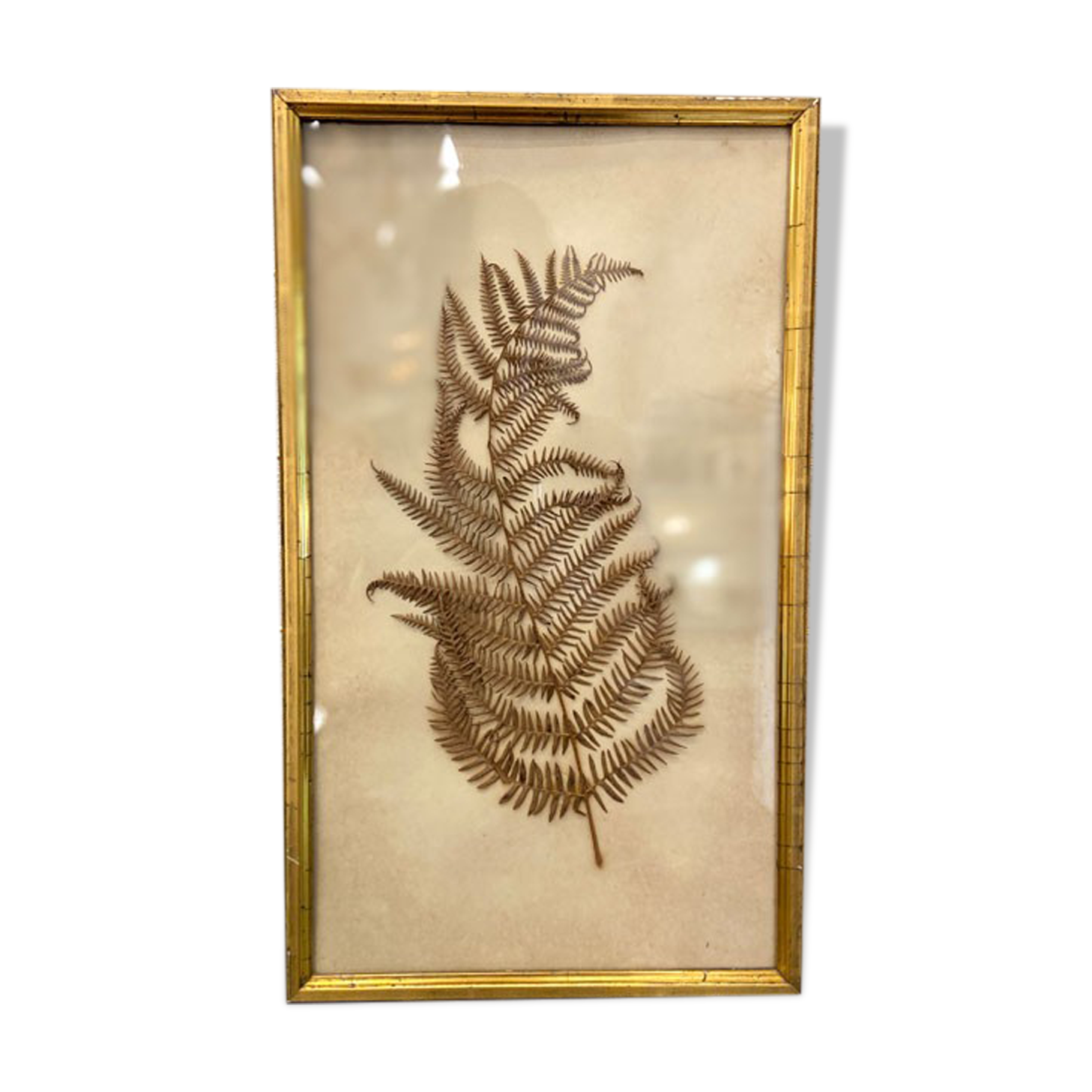 Ancient herbarium – Fern under glass