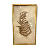 Ancient herbarium – Fern under glass