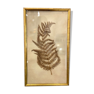 Ancient herbarium – Fern under glass