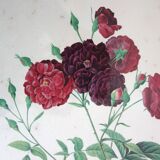 Set of 2 framed lithographs signed pierre joseph redoute