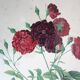 Lot de 2 lithographies encadrées signées pierre joseph redoute