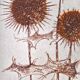 Flat thistles of sarreguemines