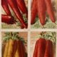 Set of 4 framed prints