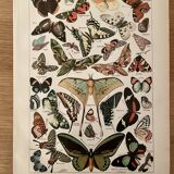 Lithographie gravure sur les papillons de 1922