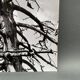 Photo argentique Bernard Darot Graminées Fleurs XXe