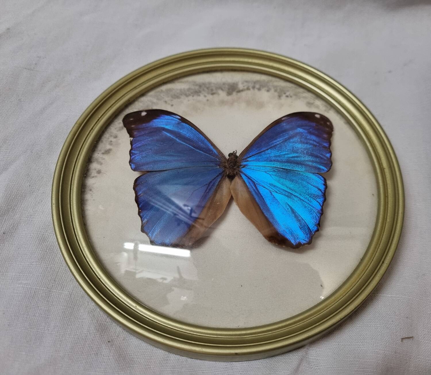 Stuffed butterfly: Blue Morpho
