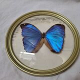 Stuffed butterfly: Blue Morpho