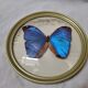 Papillon naturalisé : Morpho bleu