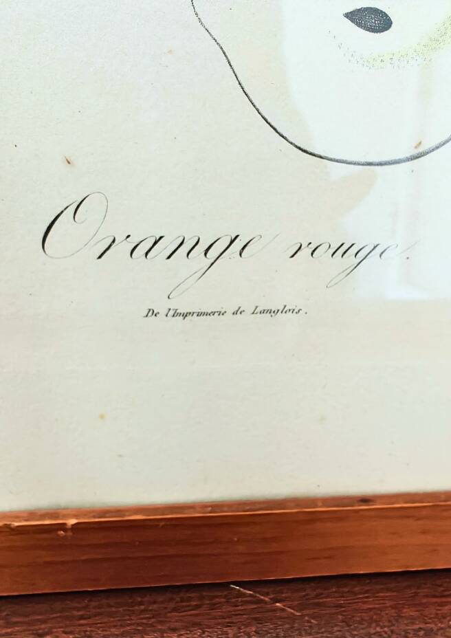 Pair of Botanical Plates 1905 – Peach & Pear – Poiteau