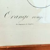 Pair of Botanical Plates 1905 – Peach & Pear – Poiteau