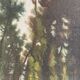 The path in the forest, oil on canvas