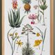 Poster about plants, based on an 1881 engraving "pineapple"