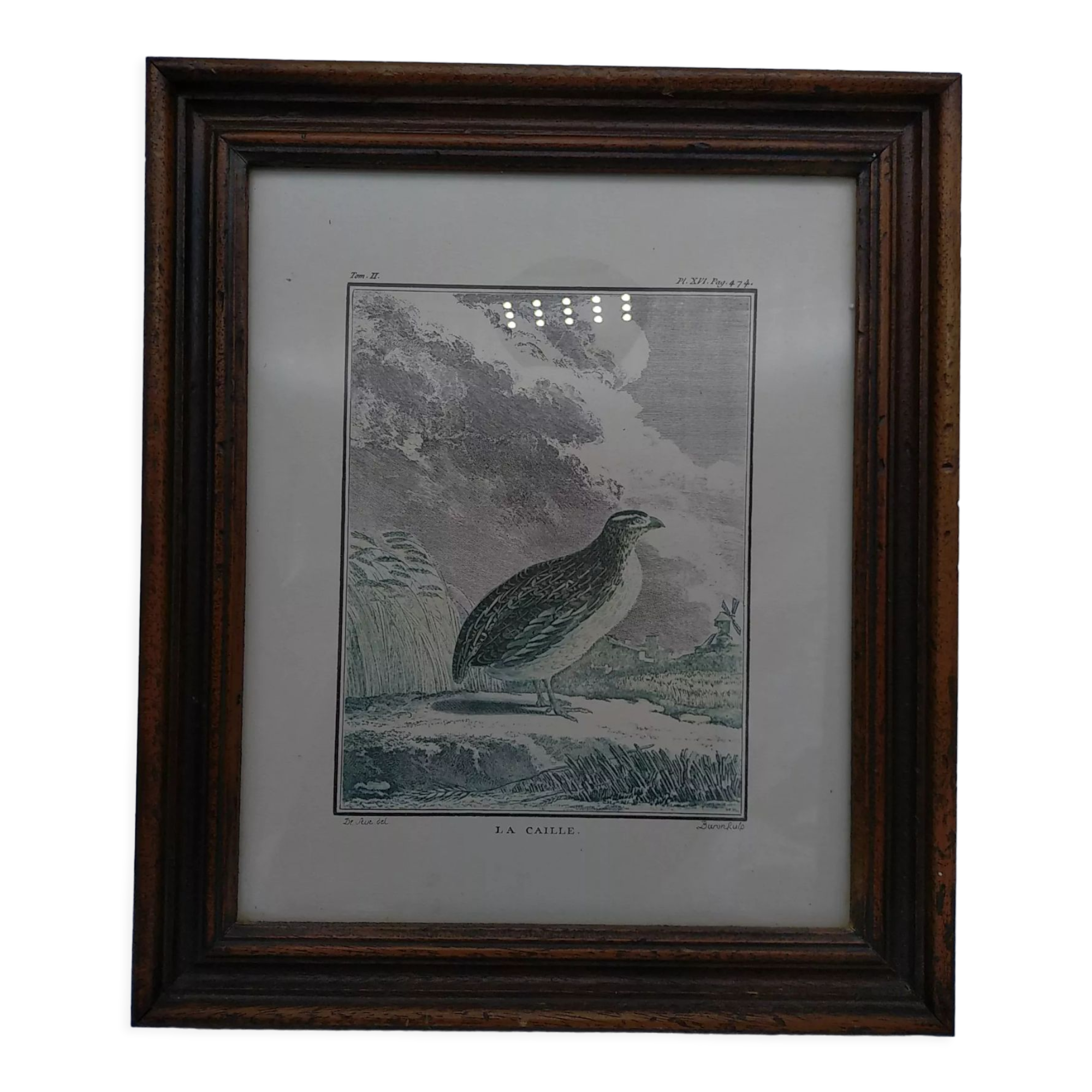 2 planches encadrés, la caille et le jabiru, buffon