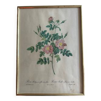 Lithograph JP Feared Rust rose with semi-double flowers
