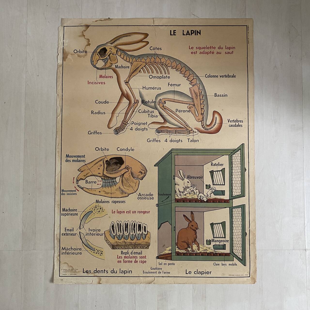 Vintage school poster The insectivorous animals / Rabbit