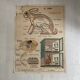Vintage school poster The insectivorous animals / Rabbit