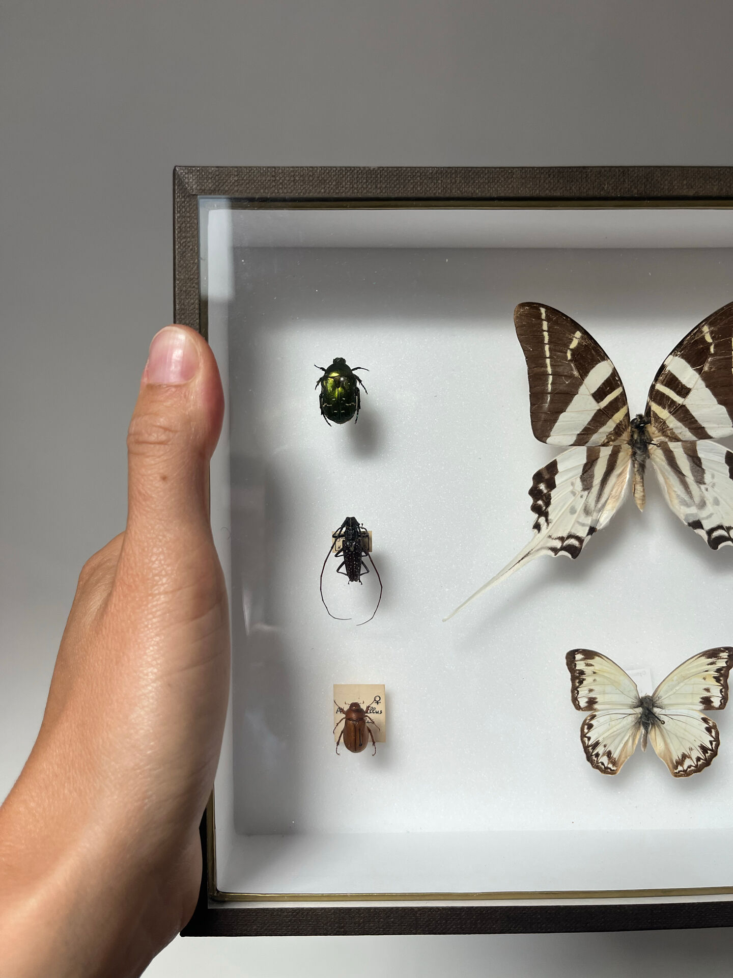Cadre entomologie Deyrolle