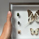 Cadre entomologie Deyrolle