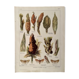 Lithograph on corn from 1921