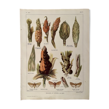 Lithograph on corn from 1921