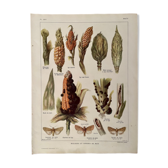 Lithograph on corn from 1921