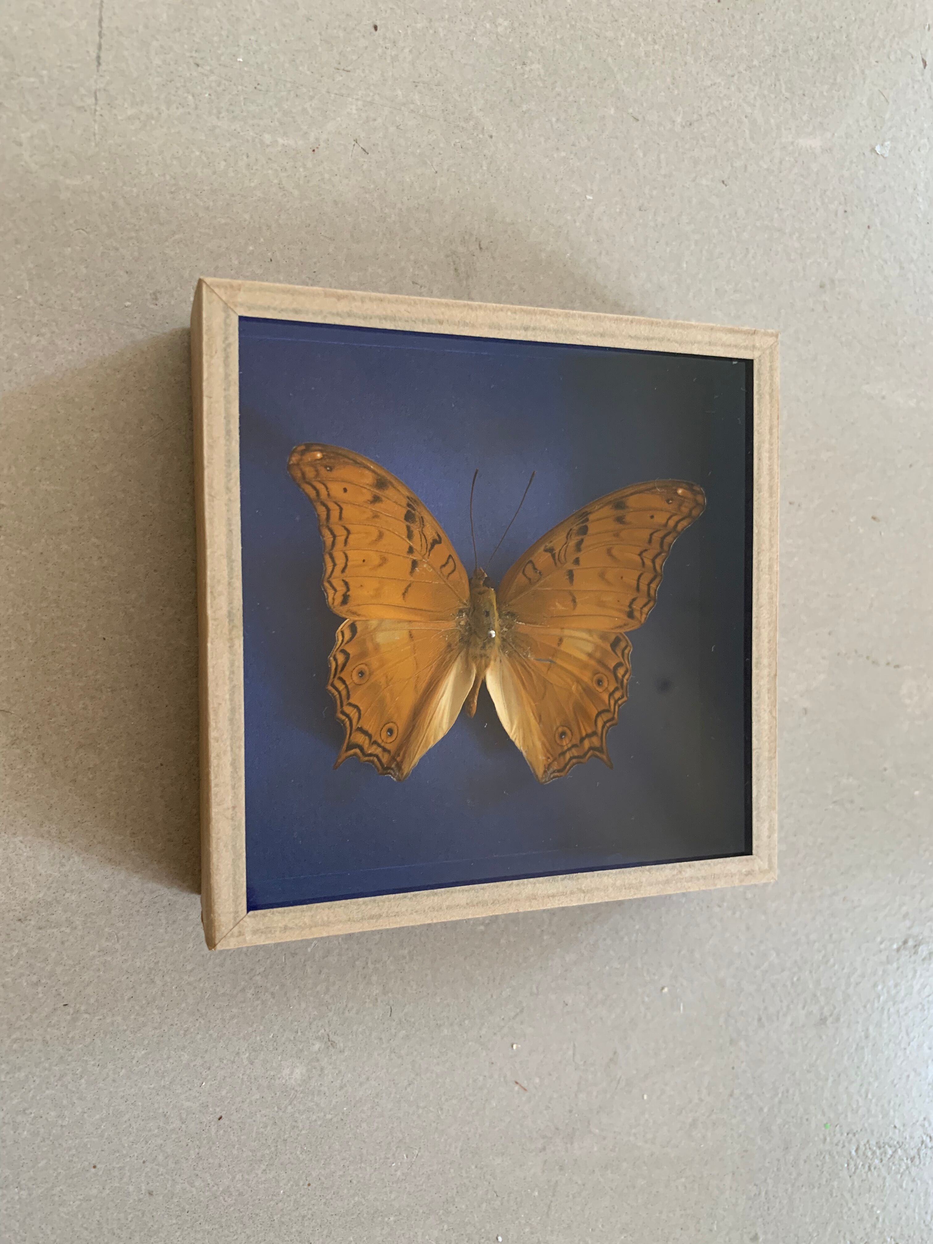 Butterfly stuffed under glass