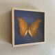 Butterfly stuffed under glass