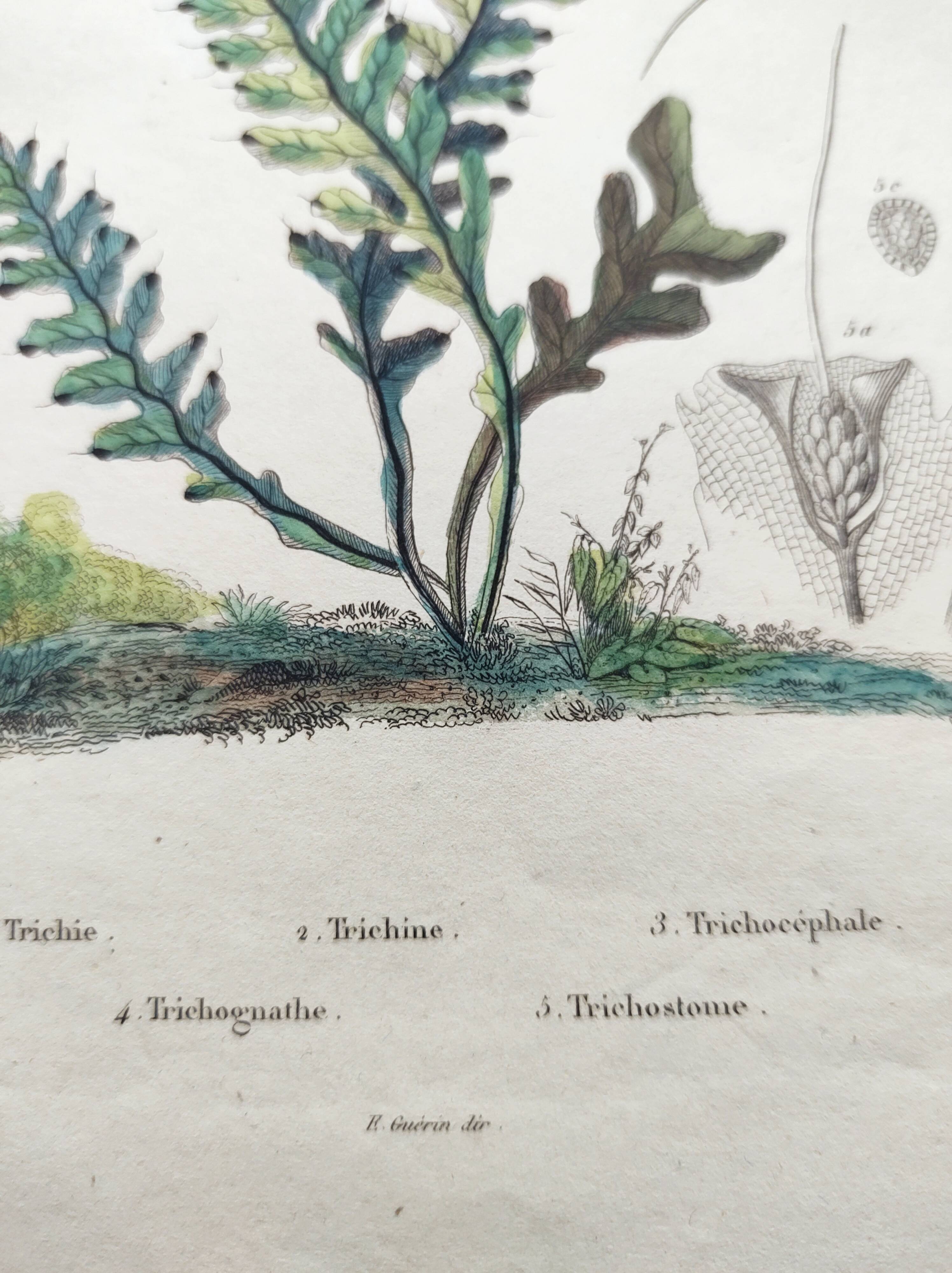 Gravure ancienne de 1838 -plante Trichostome- Planche coloriée à la main. botanique original