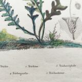 Gravure ancienne de 1838 -plante Trichostome- Planche coloriée à la main. botanique original