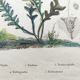 Gravure ancienne de 1838 -plante Trichostome- Planche coloriée à la main. botanique original