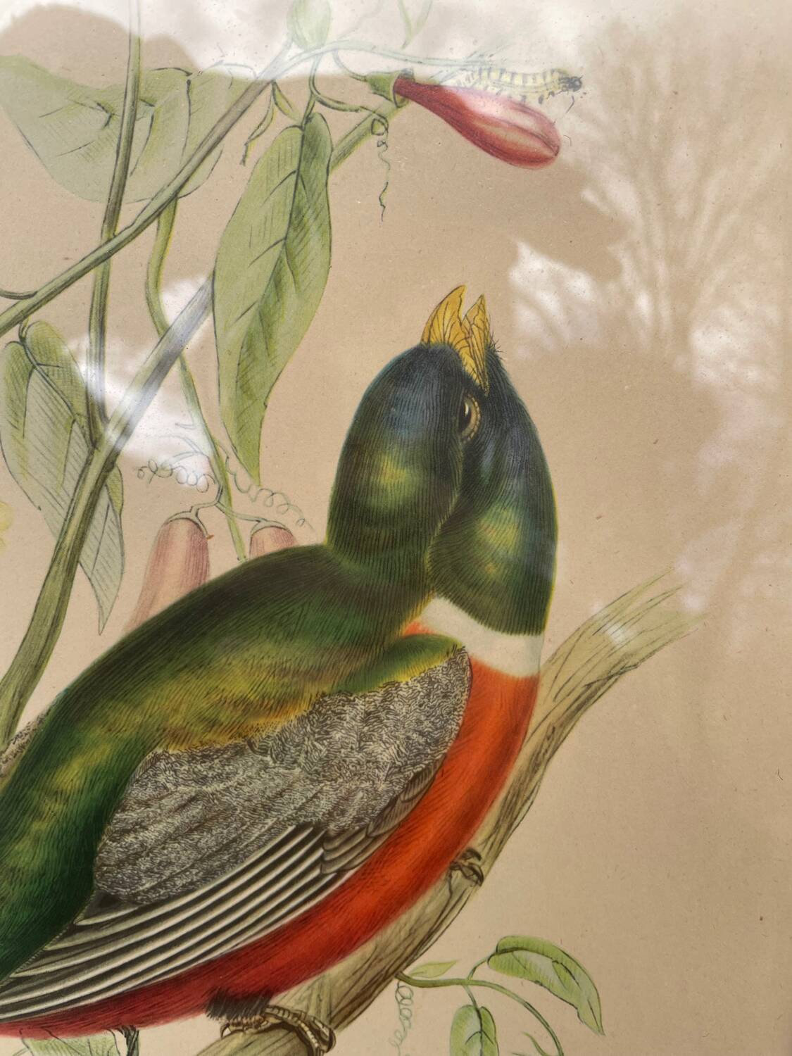 Golden wooden bird frame ornithological board