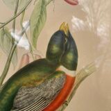 Golden wooden bird frame ornithological board