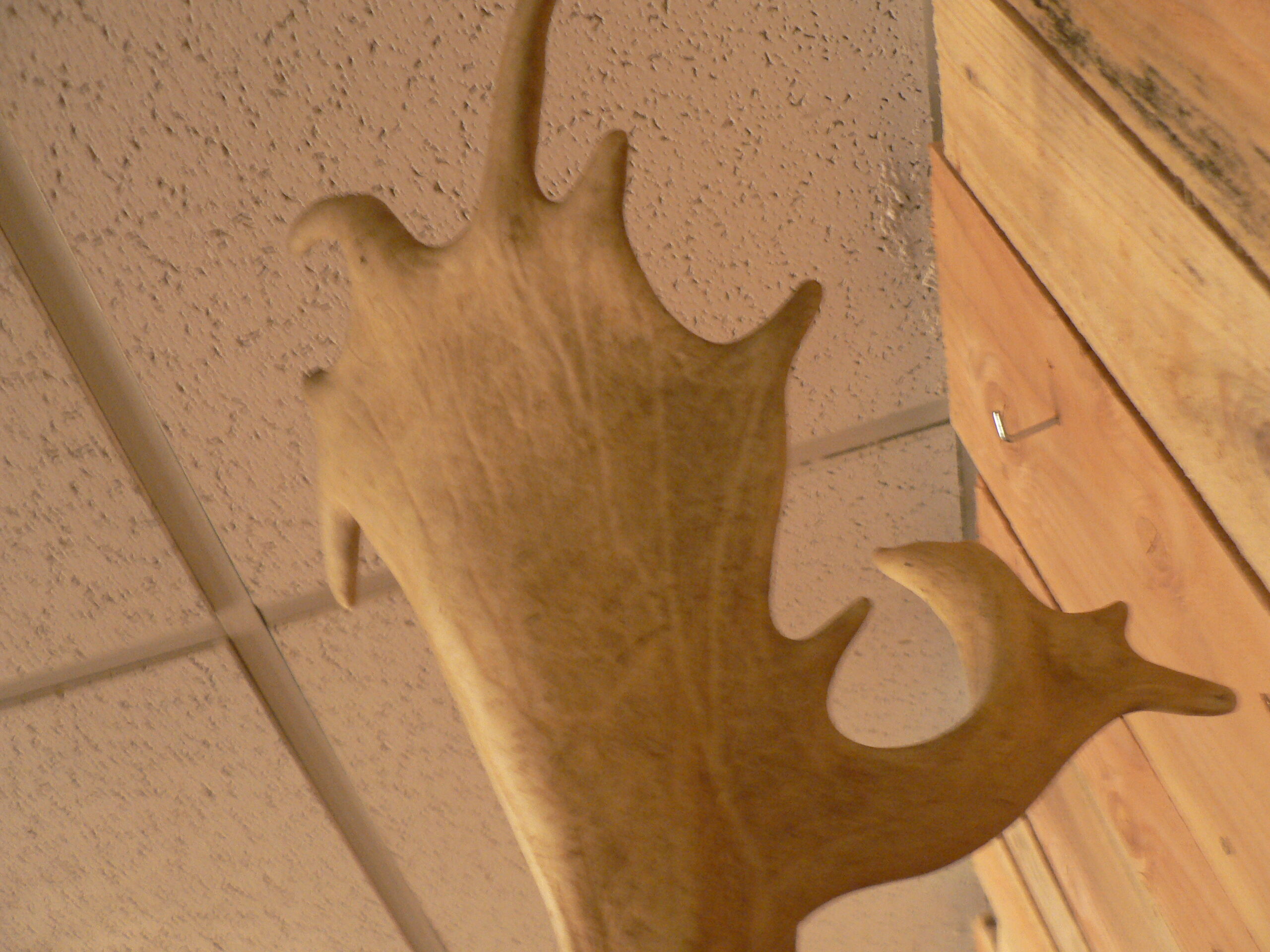 Naturalized deer hunting trophy head