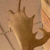 Naturalized deer hunting trophy head