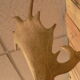 Naturalized deer hunting trophy head