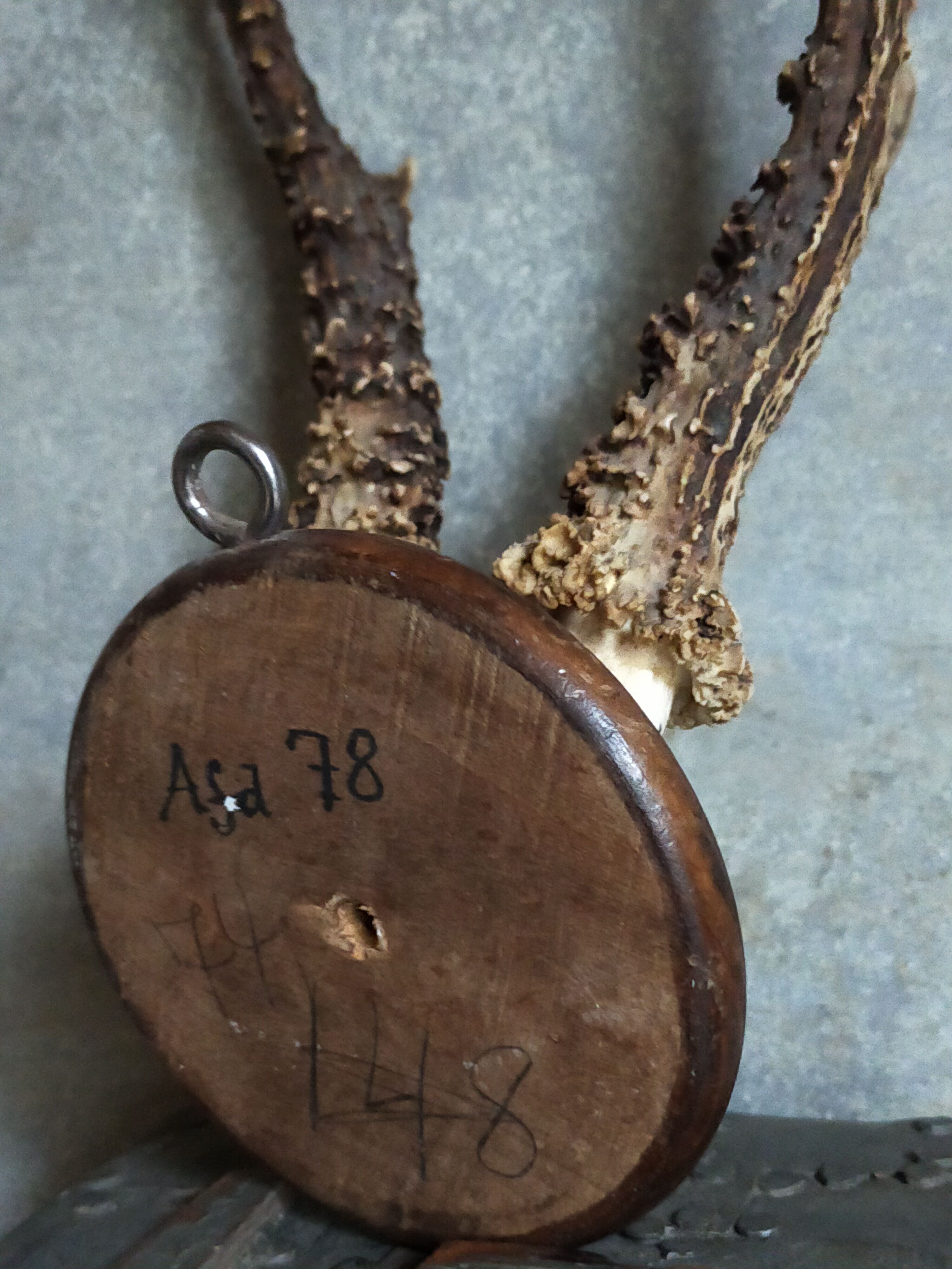 Vintage Scandinavian Hunting Trophy