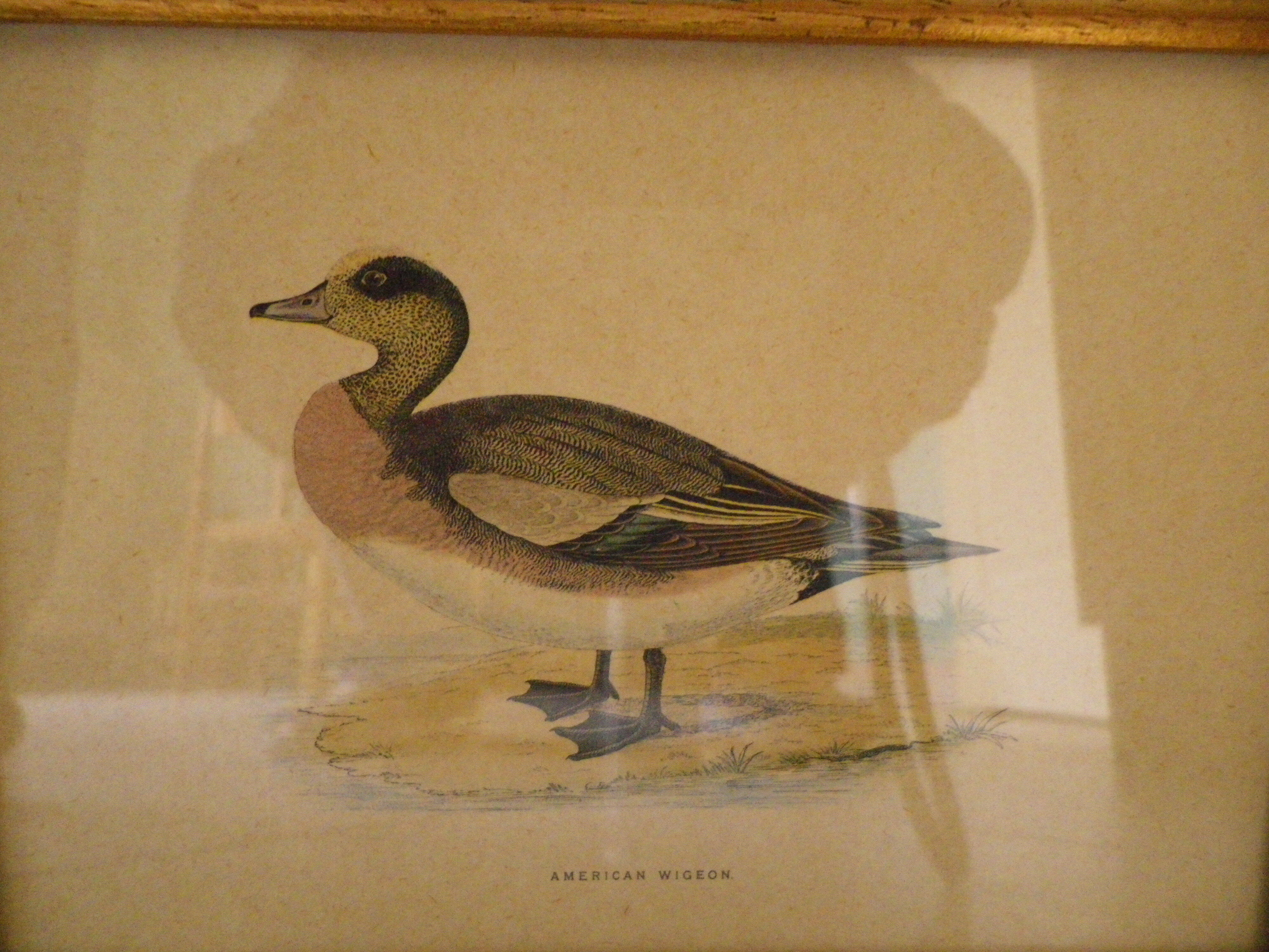 "American Wigeon" lithography with framing