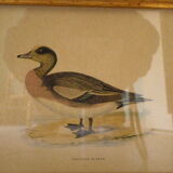 "American Wigeon" lithography with framing