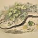 Original zoological plate of 1839 " Dragon & seps "